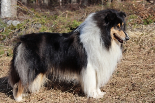 Pitkäkarvainen collie, Silverlady's Like A Dream